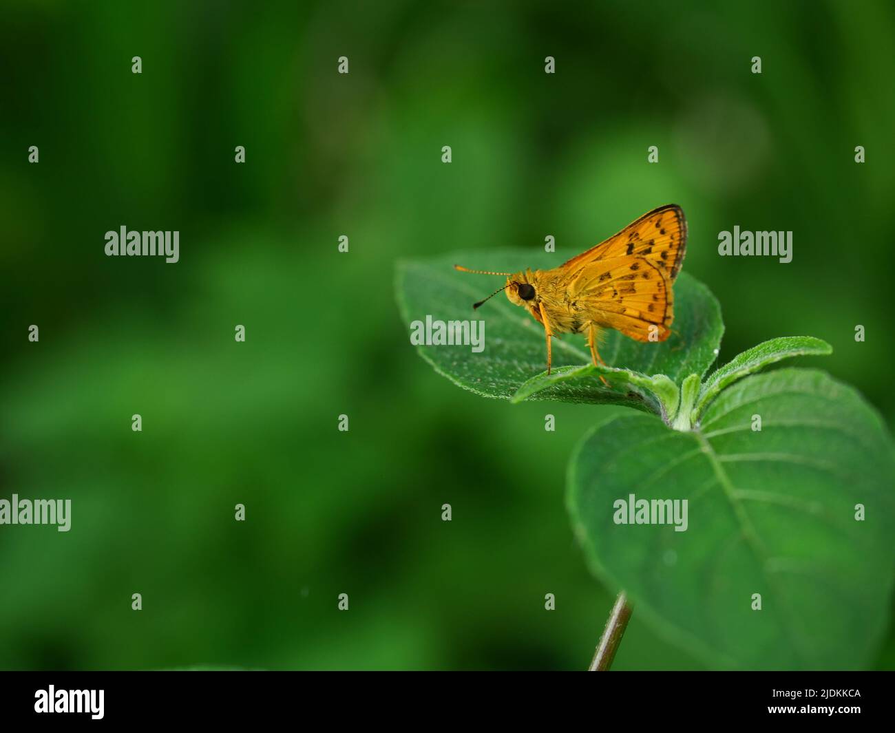 Farfalla skipper Fiery su foglia di piante con sfondo verde naturale, strisce nere e puntini sulle ali marroni di un insetto tropicale, Thailandia Foto Stock