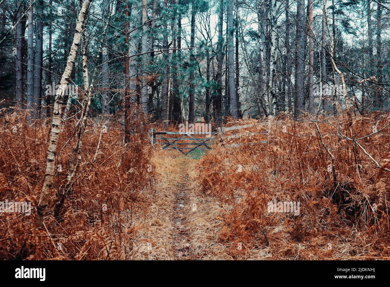 Il parco nazionale della New Forest in Hampshire UK - cancello in un mare di felci autunnali Foto Stock