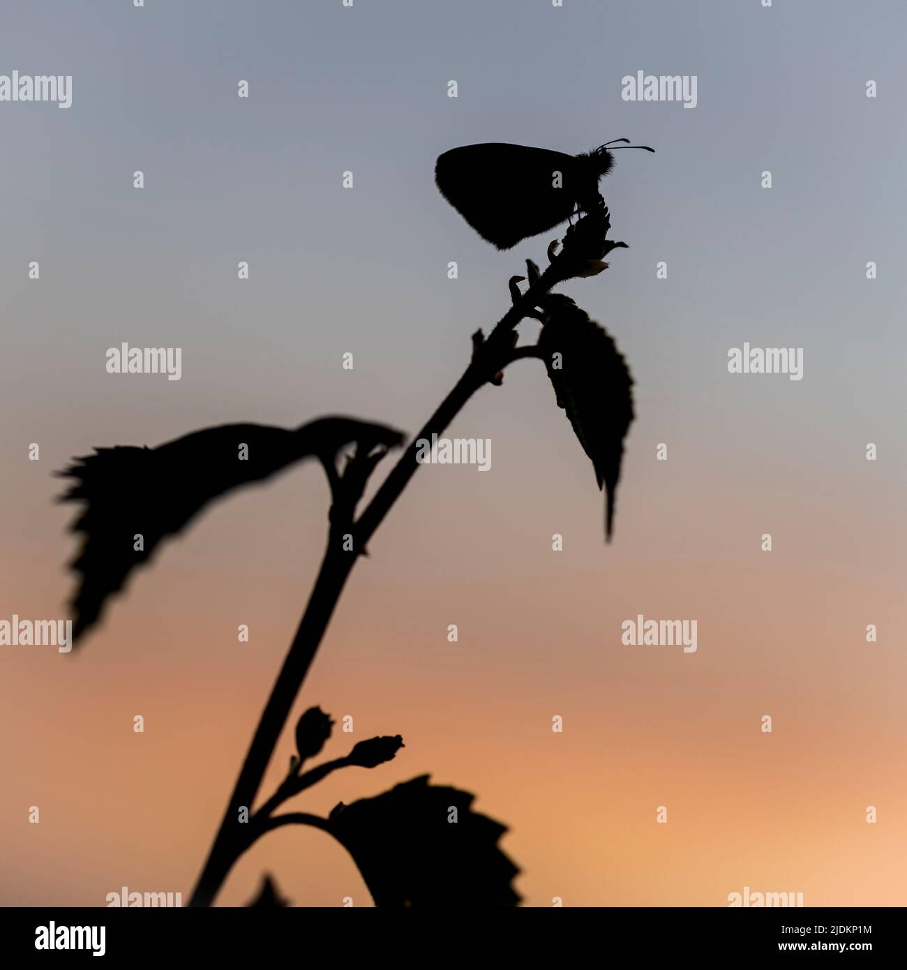 Piccola farfalla Heath - Silhouette al tramonto - Coenonympha pamphilus Foto Stock