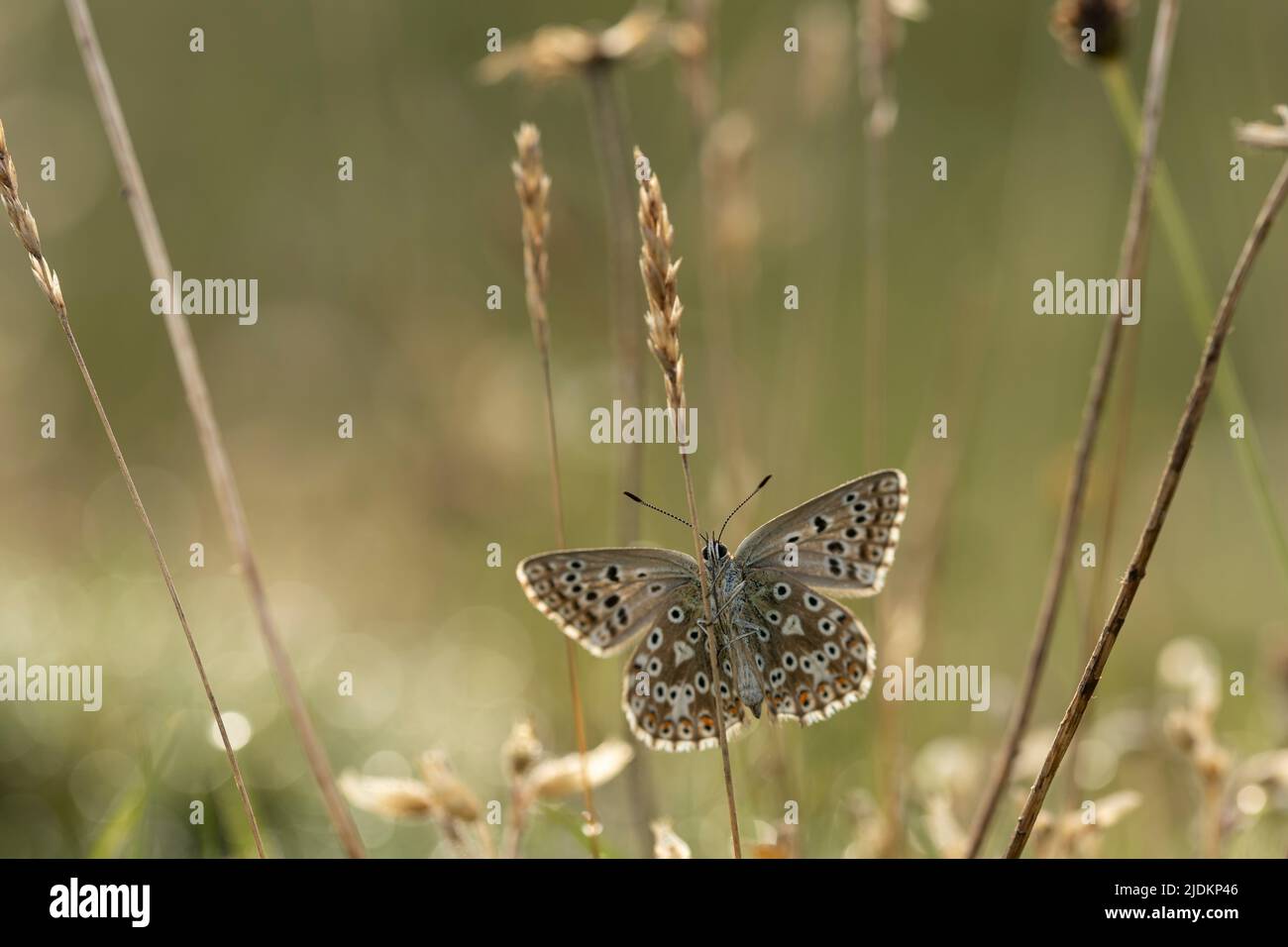 Primo volo della giornata per la Chalkhill Blue Butterfly Foto Stock