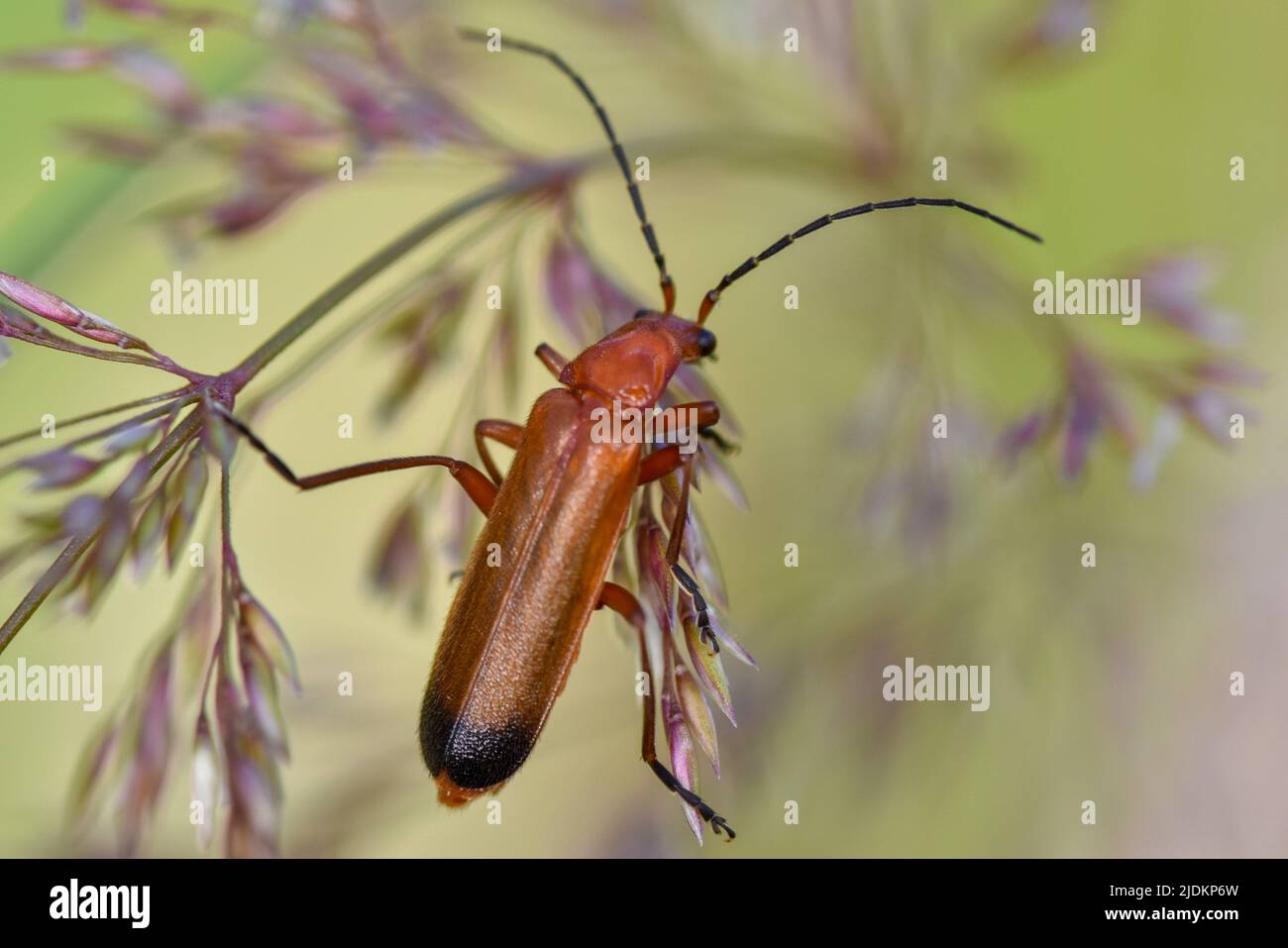 Comune soldato rosso Beetle - Rhagonycha fulva Foto Stock