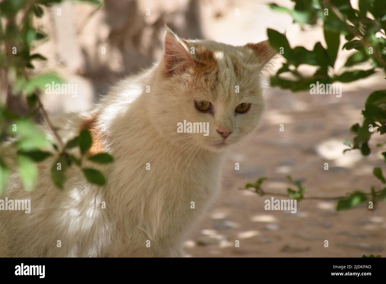 un bel gatto in giardino e bella eyyes Foto Stock