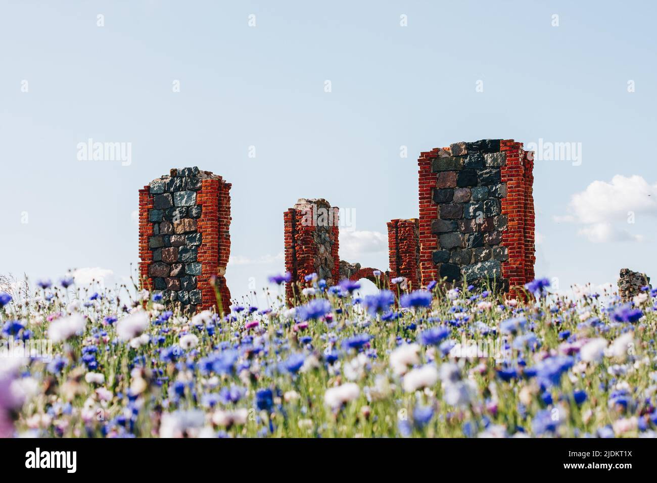 bel campo di fiori blu con i resti di un edificio in pietra, mattoni nel prato. Calda giornata estiva. Foto Stock