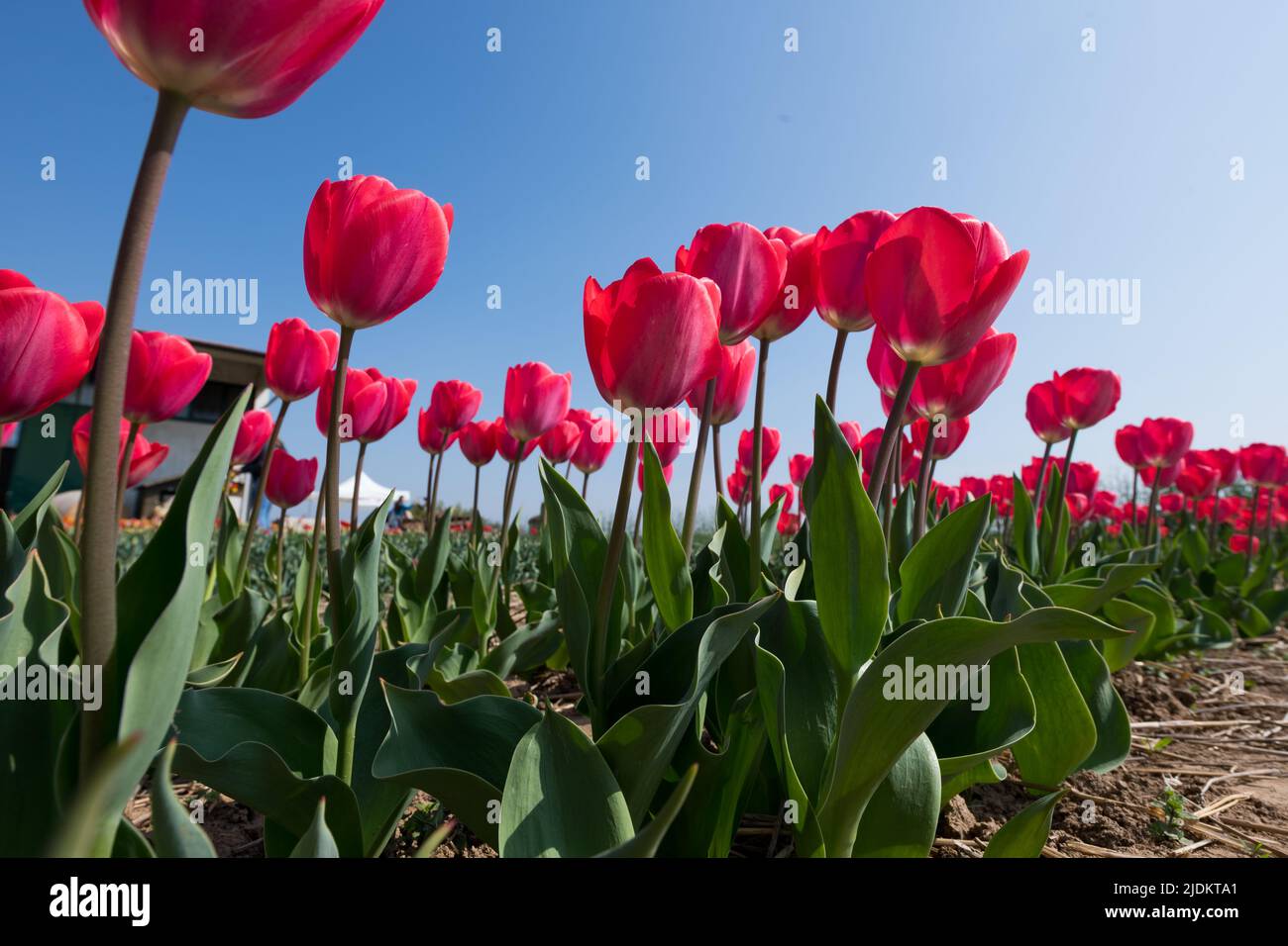 Piantagioni di tulipani rossi freschi in fiore con foglie verdi che crescono in campo contro il cielo blu nuvoloso nella giornata estiva soleggiata Foto Stock