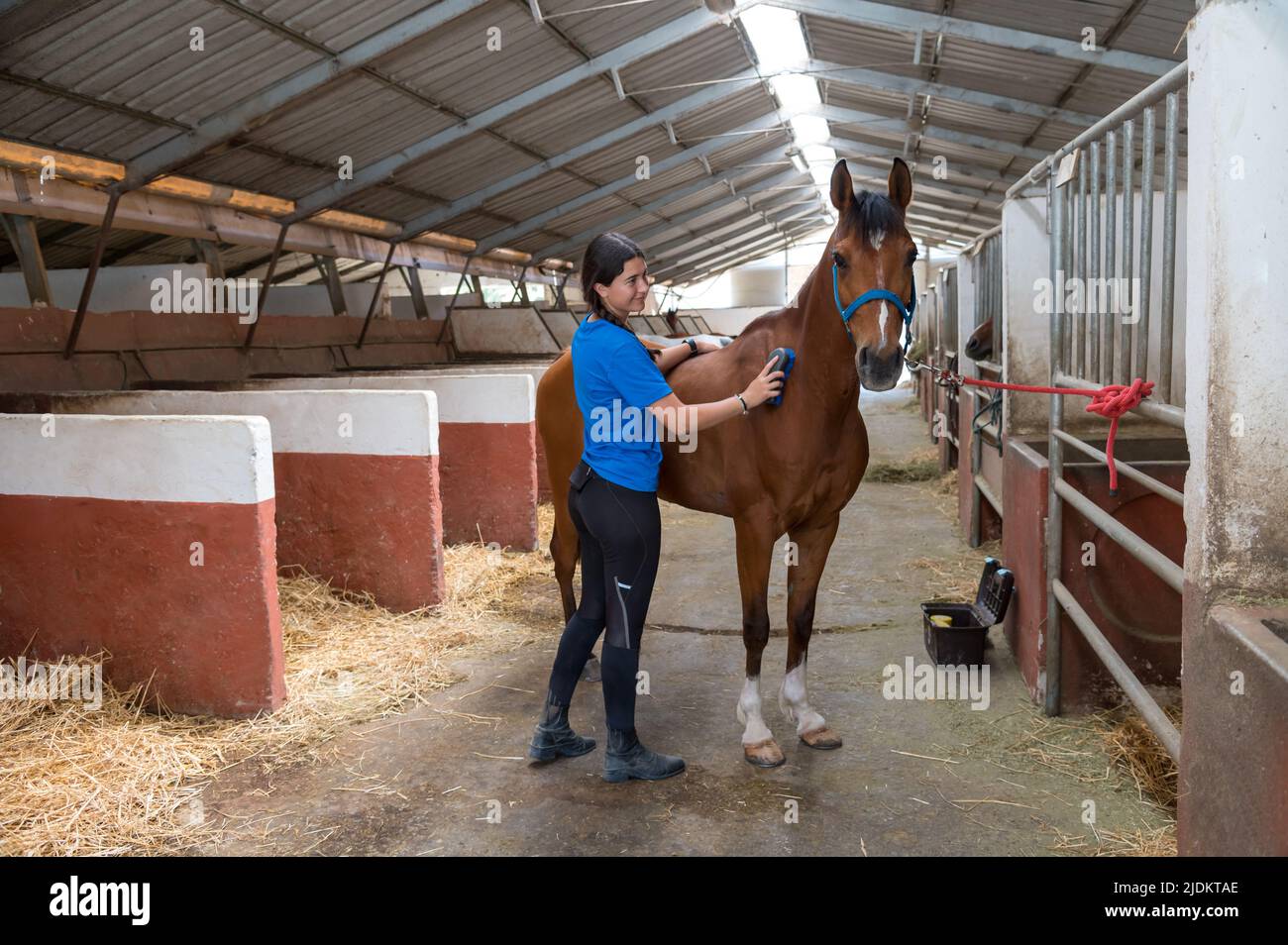 Giovane donna che si prende cura del suo cavallo in una stalla che grooming il suo cappotto con un pennello con vista di bancarelle recedenti Foto Stock