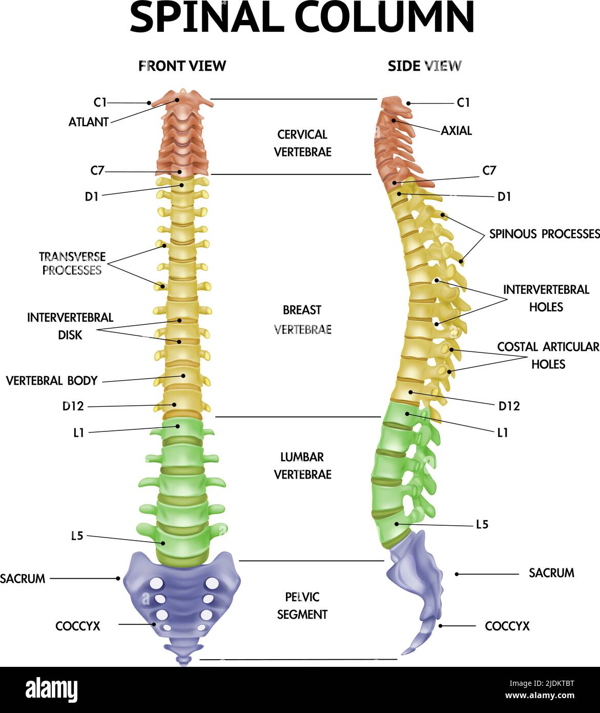Colonna vertebrale anatomia viste frontali laterali realistiche info-chart medico umano scheletro parti libro di testo figura illustrazione vettoriale Illustrazione Vettoriale