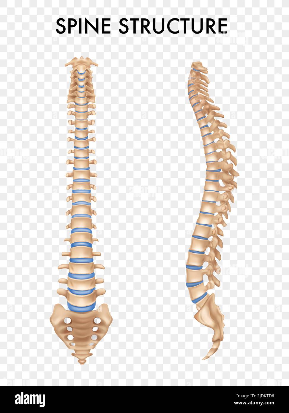 Anatomia colonna vertebrale viste frontali laterali Set realistiche parti scheletriche umane formazione delle immagini sfondo trasparente illustrazione vettoriale Illustrazione Vettoriale