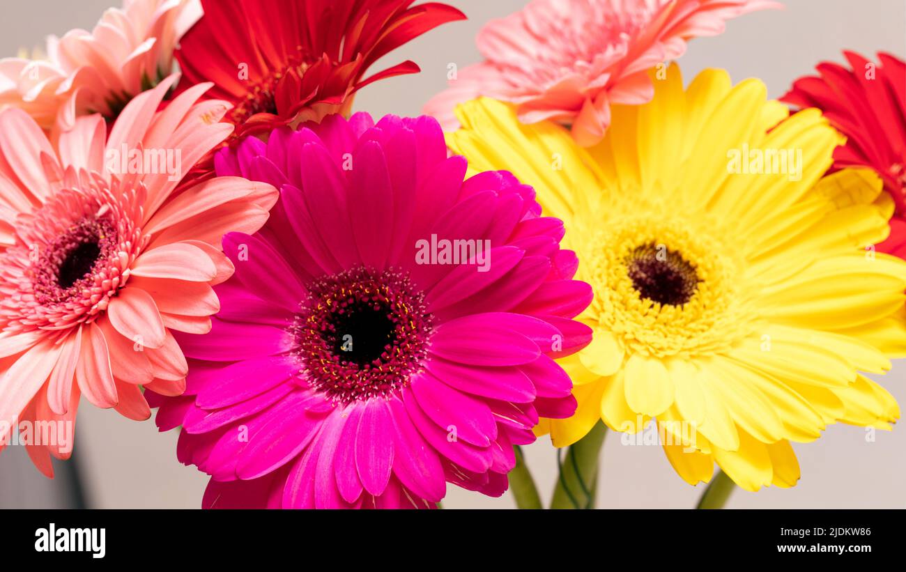 Primo piano di fiori di gerbera multicolore bouquet come sfondo. Foto Stock