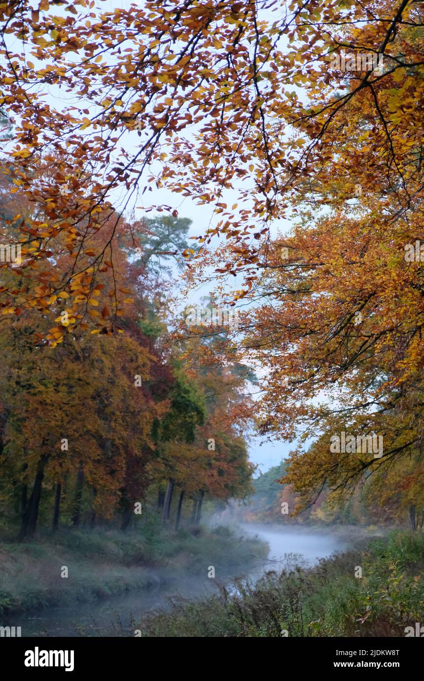 Misty alberi d'autunno lungo un canale dalla pianura del Reno superiore - Korrsruhe, Baden-Württemberg, Germania Foto Stock