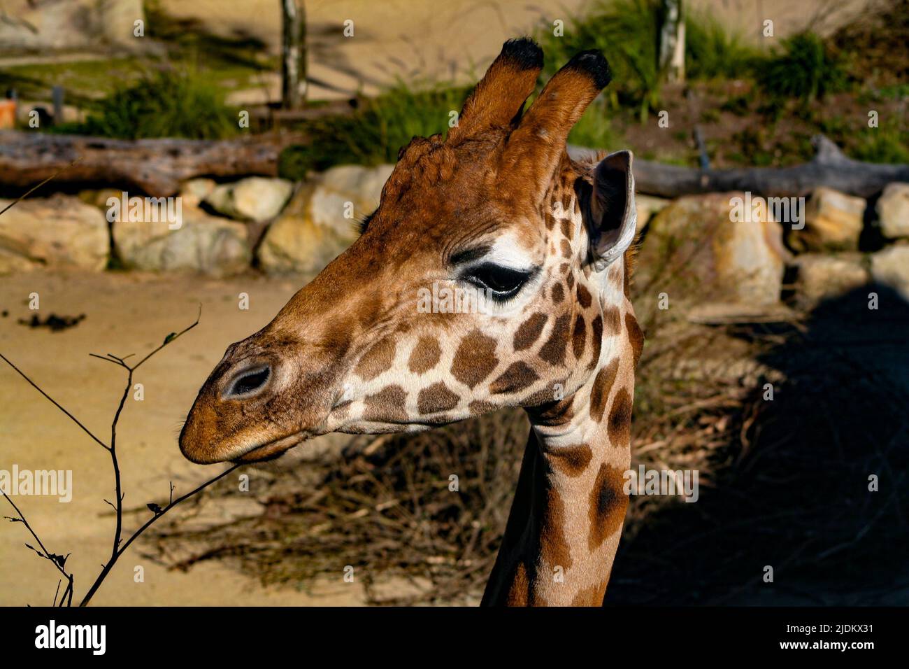 Giraffa guardando a sinistra al sole Foto Stock