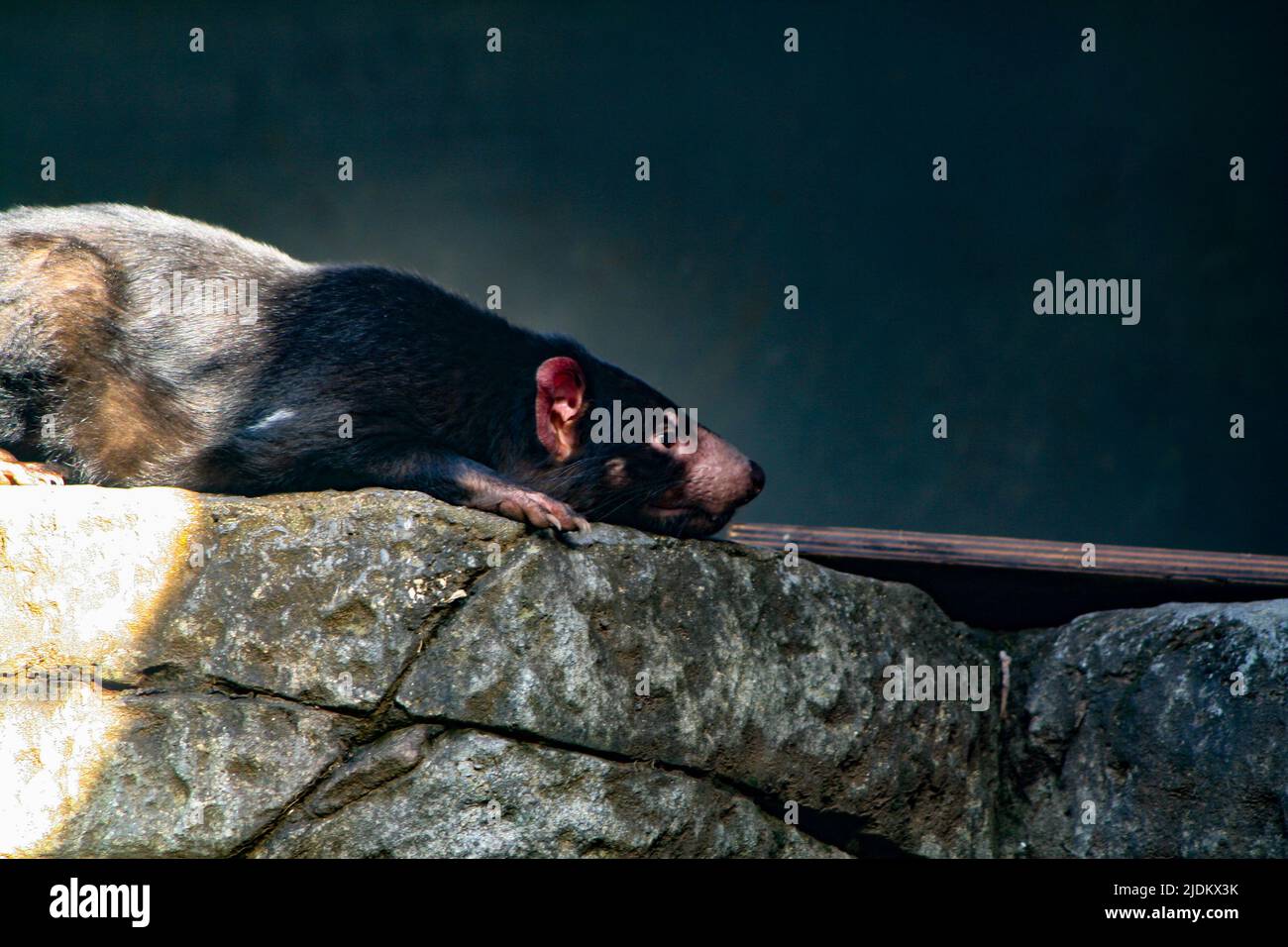 Diavolo della Tasmania che riposa al sole Foto Stock
