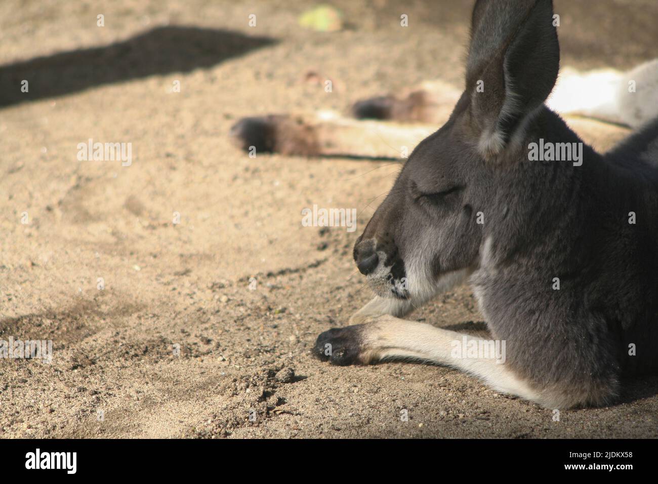 Kangaroo dorme al sole Foto Stock