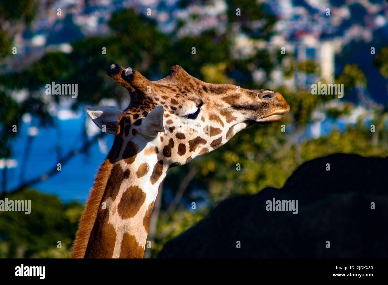 Giraffa guardando avanti Foto Stock