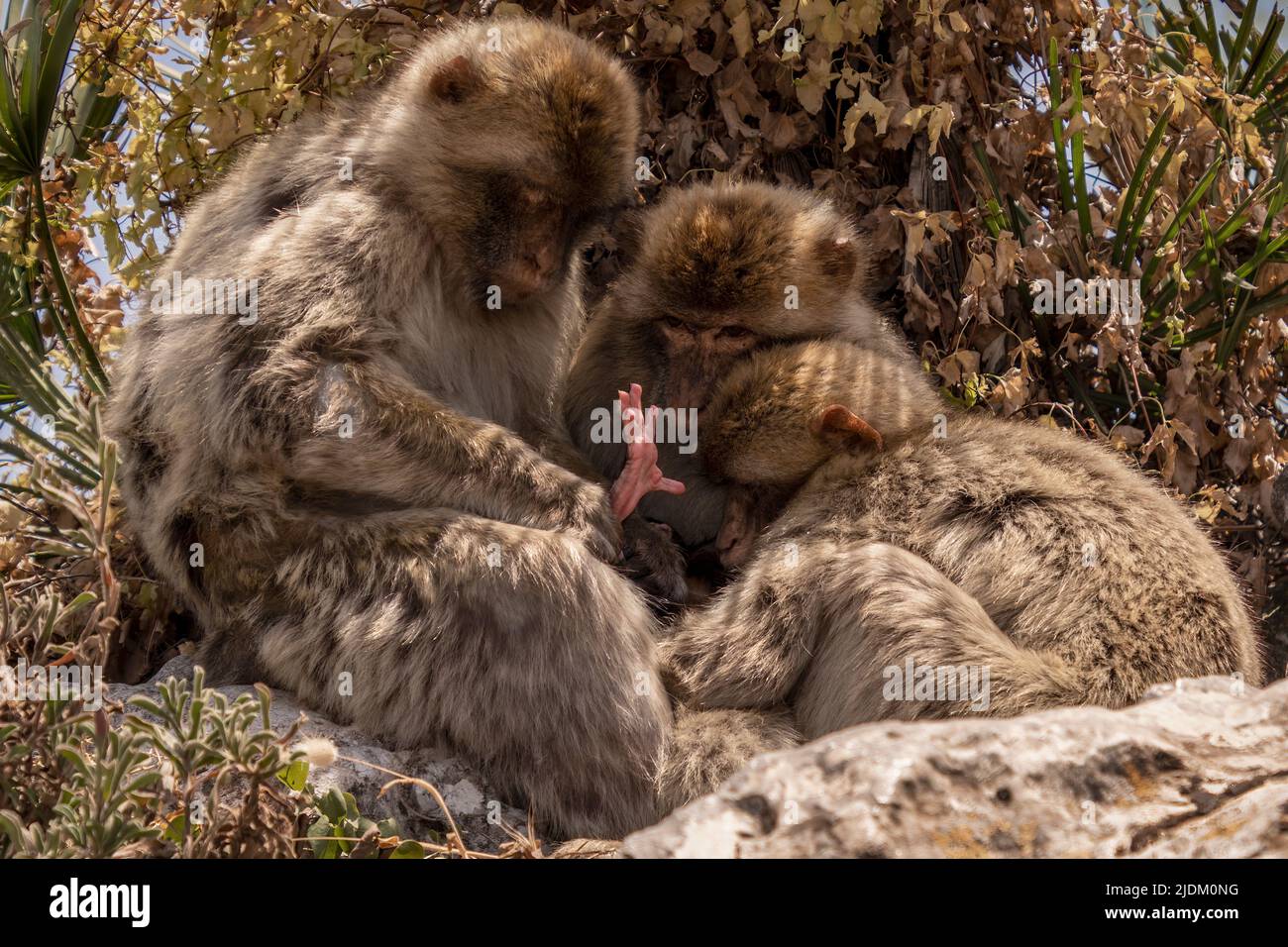 Una famiglia di macachi Barbari che ispeziona l'ultimo neonato Foto Stock