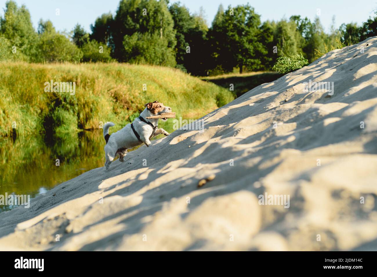 Piccolo cane attivo che gioca sulla sabbia della spiaggia di fiume nella natura selvaggia Foto Stock