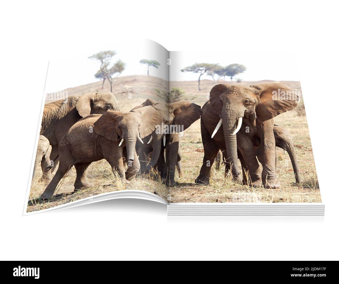 Libro aperto con elefanti africani (Loxodonta africana) nella savana africana illustrazione sullo sfondo isolato Foto Stock