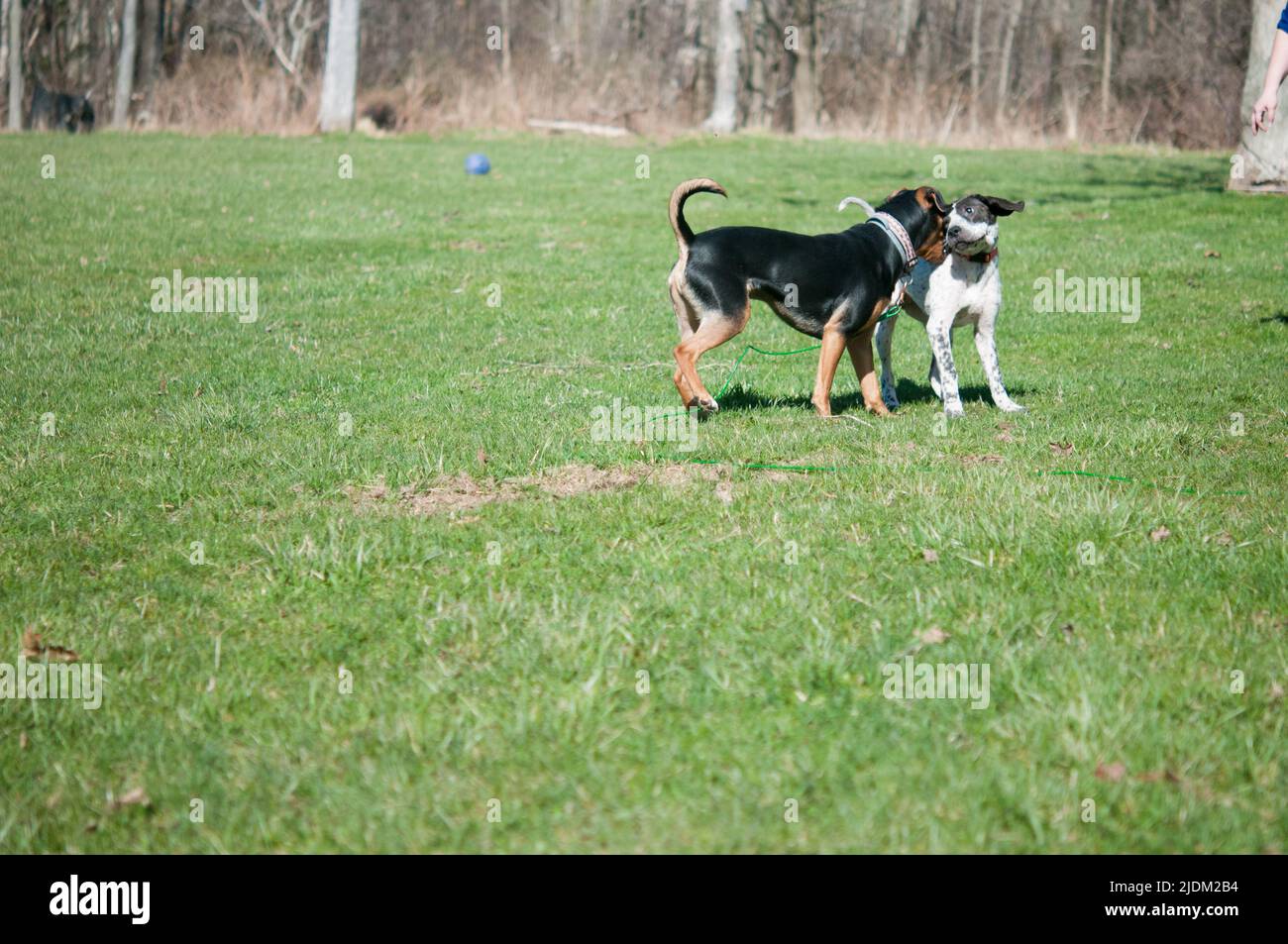Due cani adottivo che giocano nel cortile nella loro casa adottiva Foto Stock