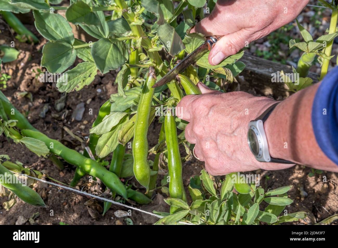 Donna che raccoglie 'Bunyard's Exhibition' fave nel suo orto o allotment. Foto Stock