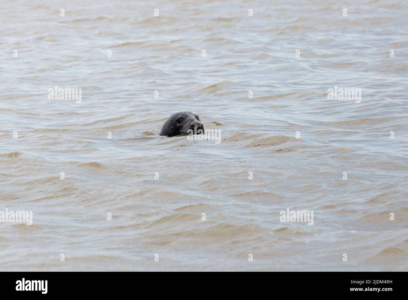 Blakeney Point, North Morfolk, Regno Unito Foto Stock