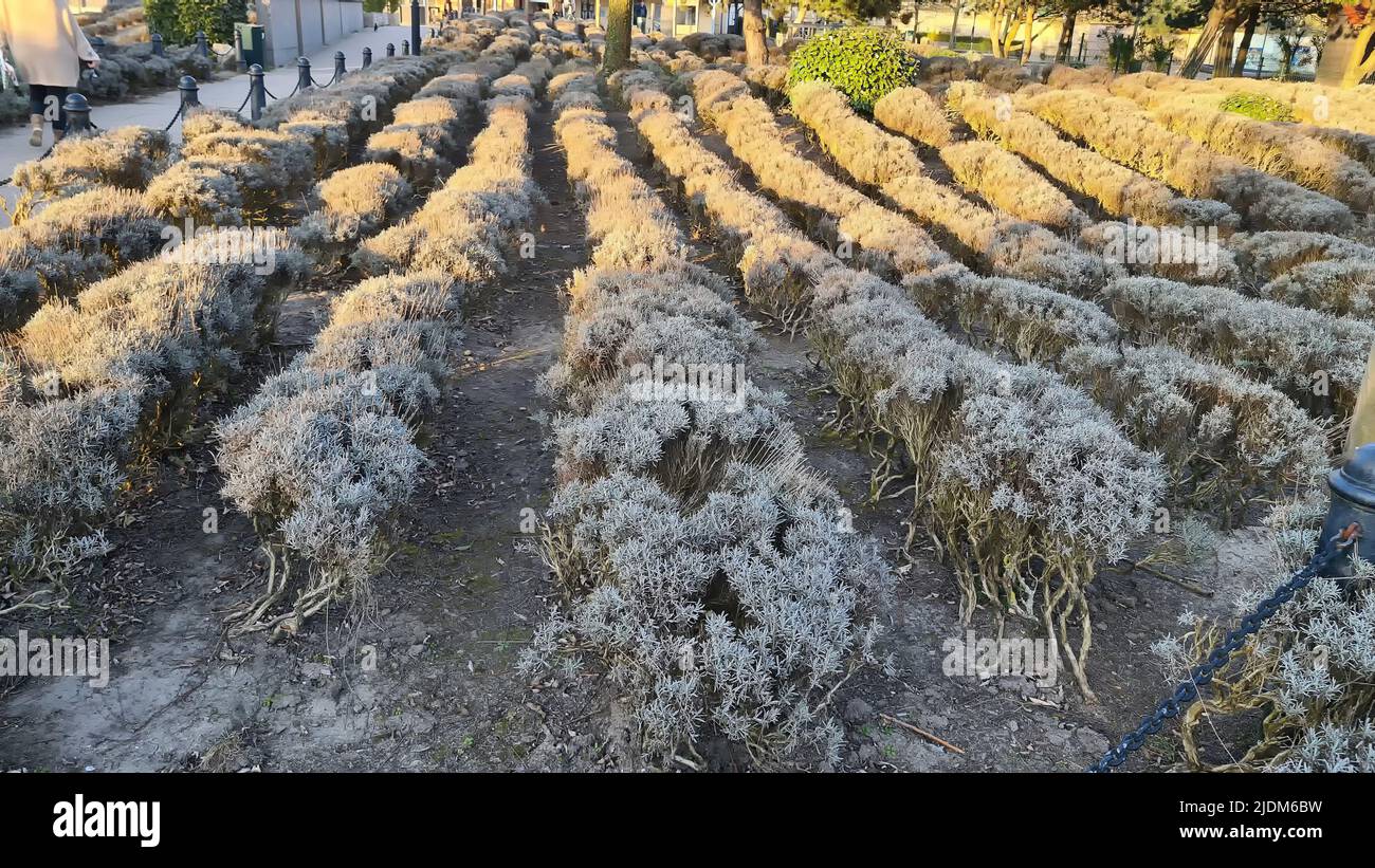 Vista della località di Port Zelande e dintorni del lago e dune sotto un cielo parzialmente blu Foto Stock