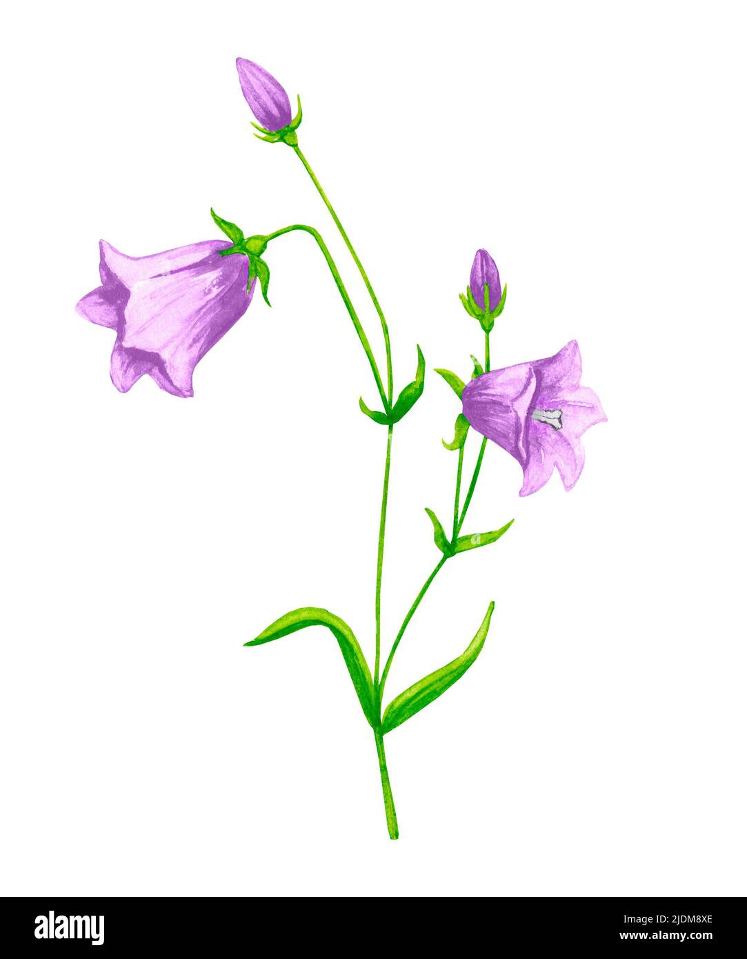 Campanula (campanella, bluebell, harebell, dama). Fiori selvatici. Clipart di acquerello disegnate a mano. Elementi di design per biglietti, inviti, poster Foto Stock