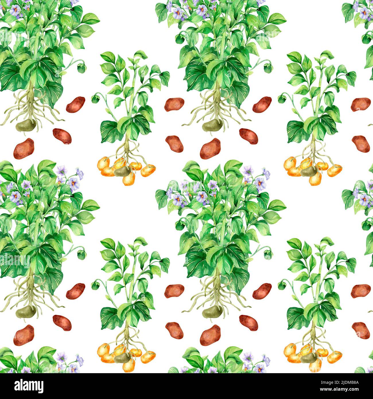 Disegno senza giunture di cespugli di patate acquerello illustrazione isolato. Vegetale crudo, radice, piante da giardino, gambo con fogliame dipinto a mano. Elemento di progettazione Foto Stock