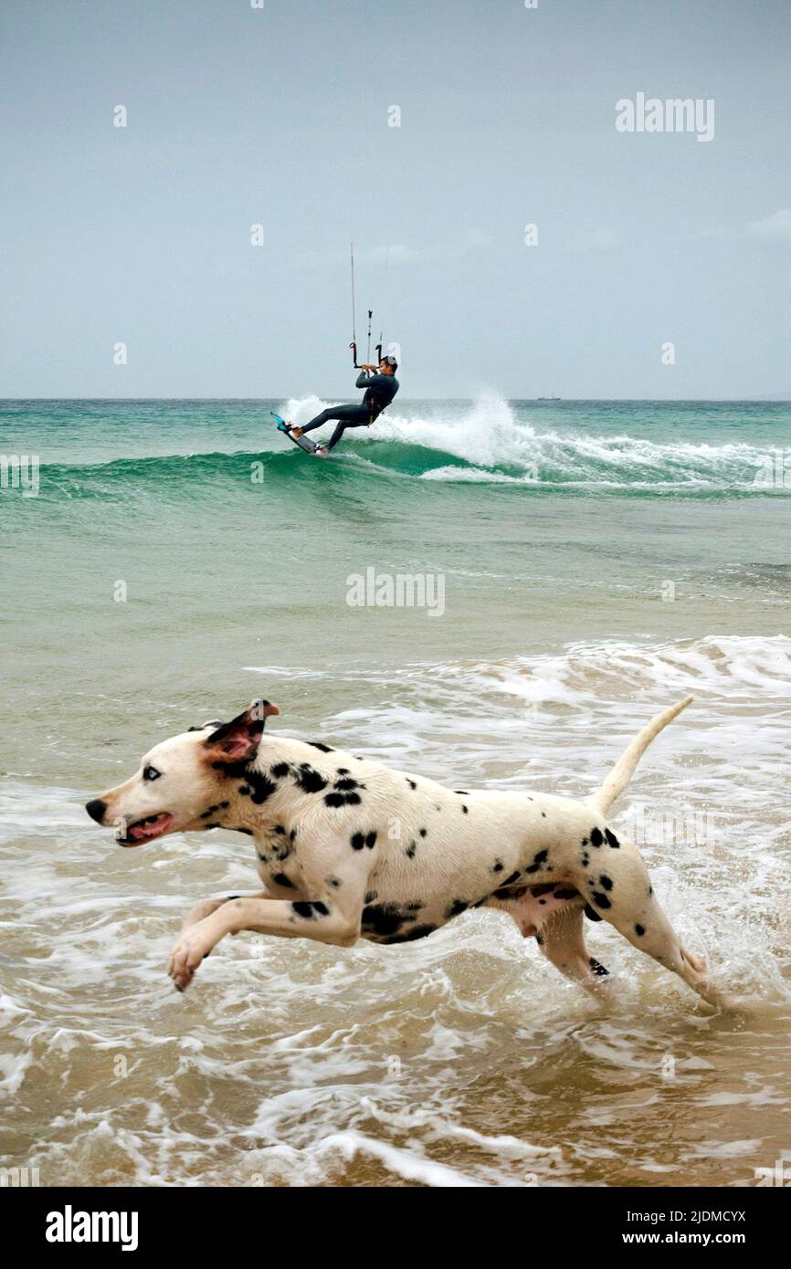 Un cane dalmata che corre e insegue kitesurfer alla spiaggia di Los Lances, Tarifa, Cadice, Andalusia, Spagna Foto Stock