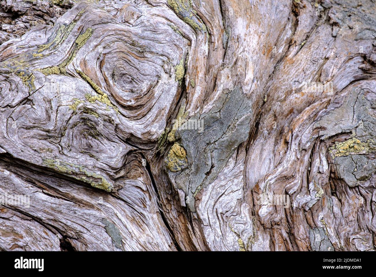 Vecchio tronco di larice texture Foto Stock