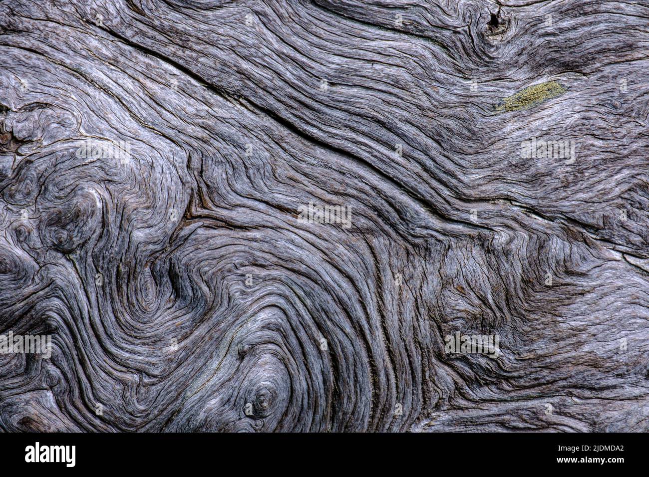 Vecchio tronco di larice texture Foto Stock