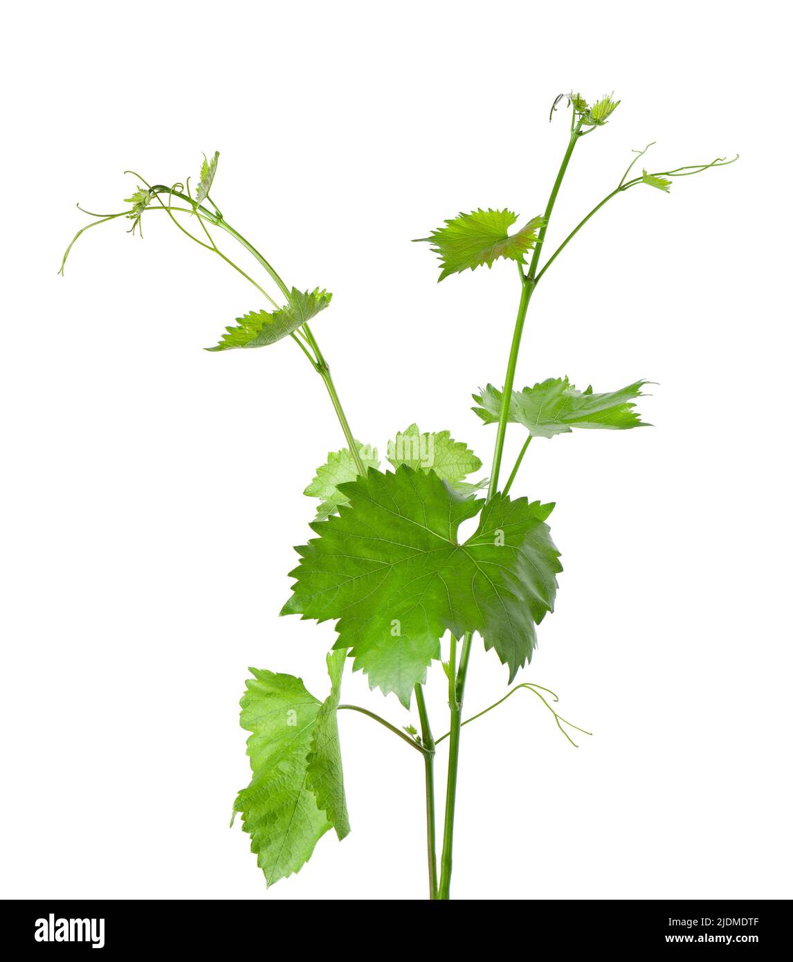 Foglie d'uva ramo di vite con tendini, isolato su sfondo bianco, sentiero di taglio. Ramo verde di vitigno Foto Stock