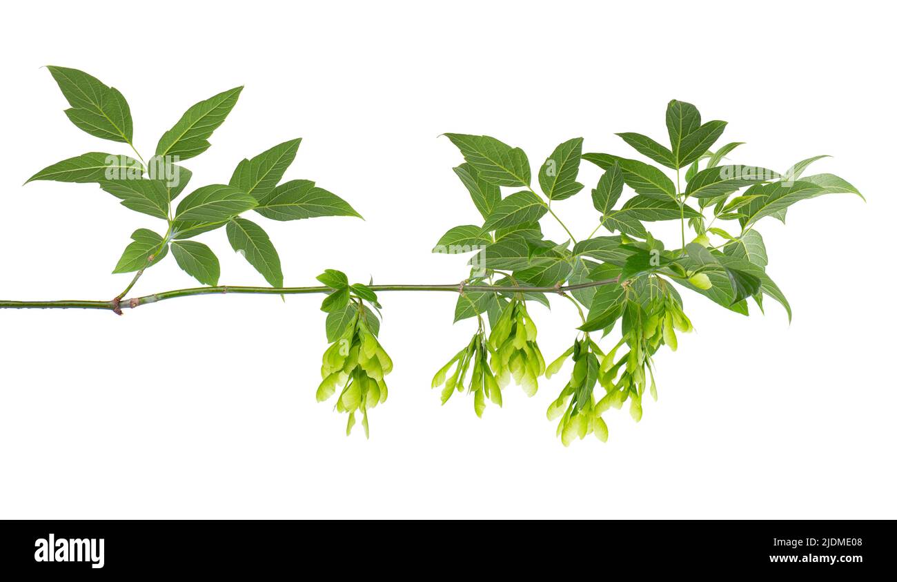 Ashleaf ramo di acero isolato su sfondo bianco. Maple Acer negundo foglie e semi Foto Stock