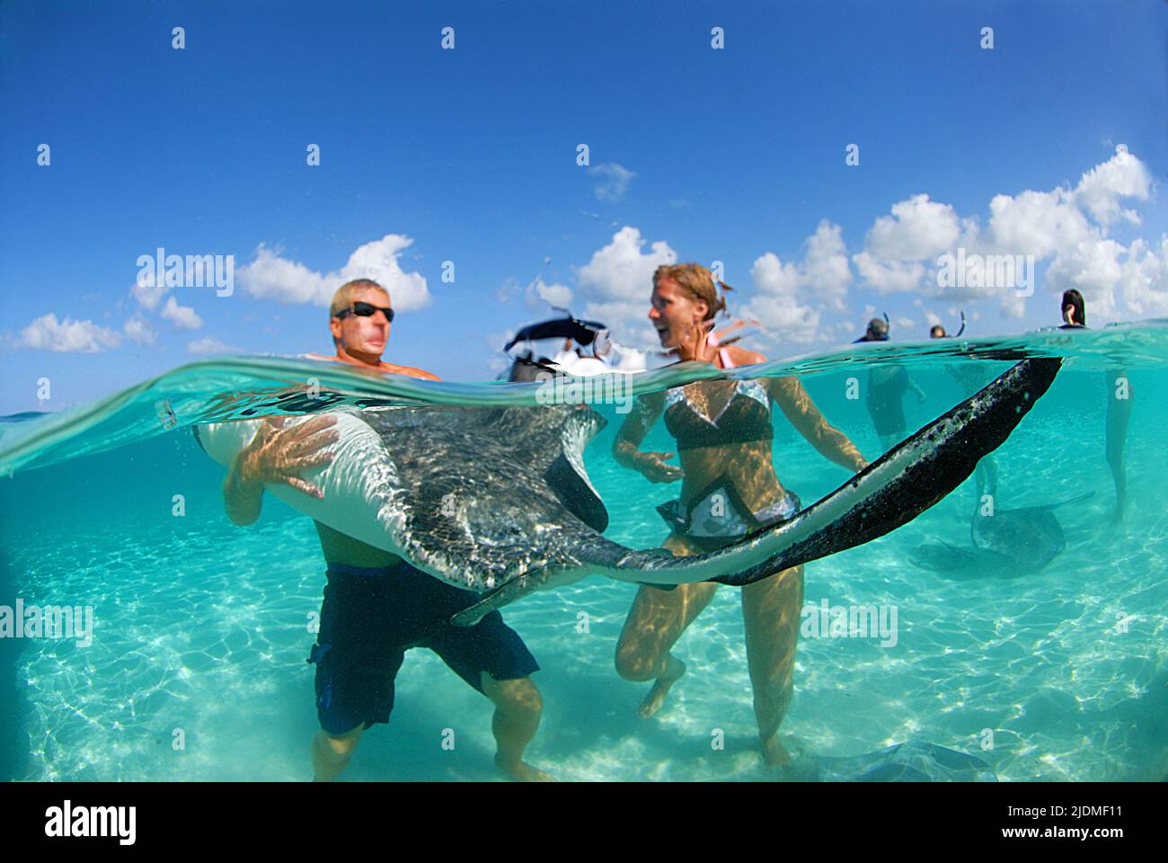 Touristen streicheln angefuetterte amerikanische Stechrochen (Dasyatis americana) am Tauchplatz Stingray City, Grand Cayman, Cayman Inseln, Karibik | Foto Stock