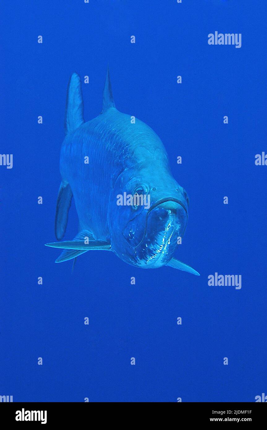 Tarpon (Megalops atlanticus) in acque blu, Isole Cayman, Caraibi Foto Stock