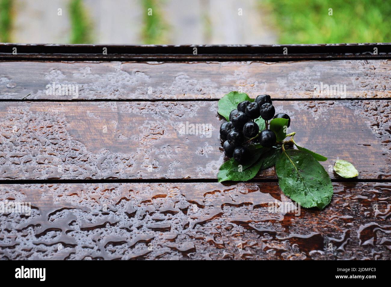 chokeberry sulla scrivania di legno in giorno di pioggia Foto Stock