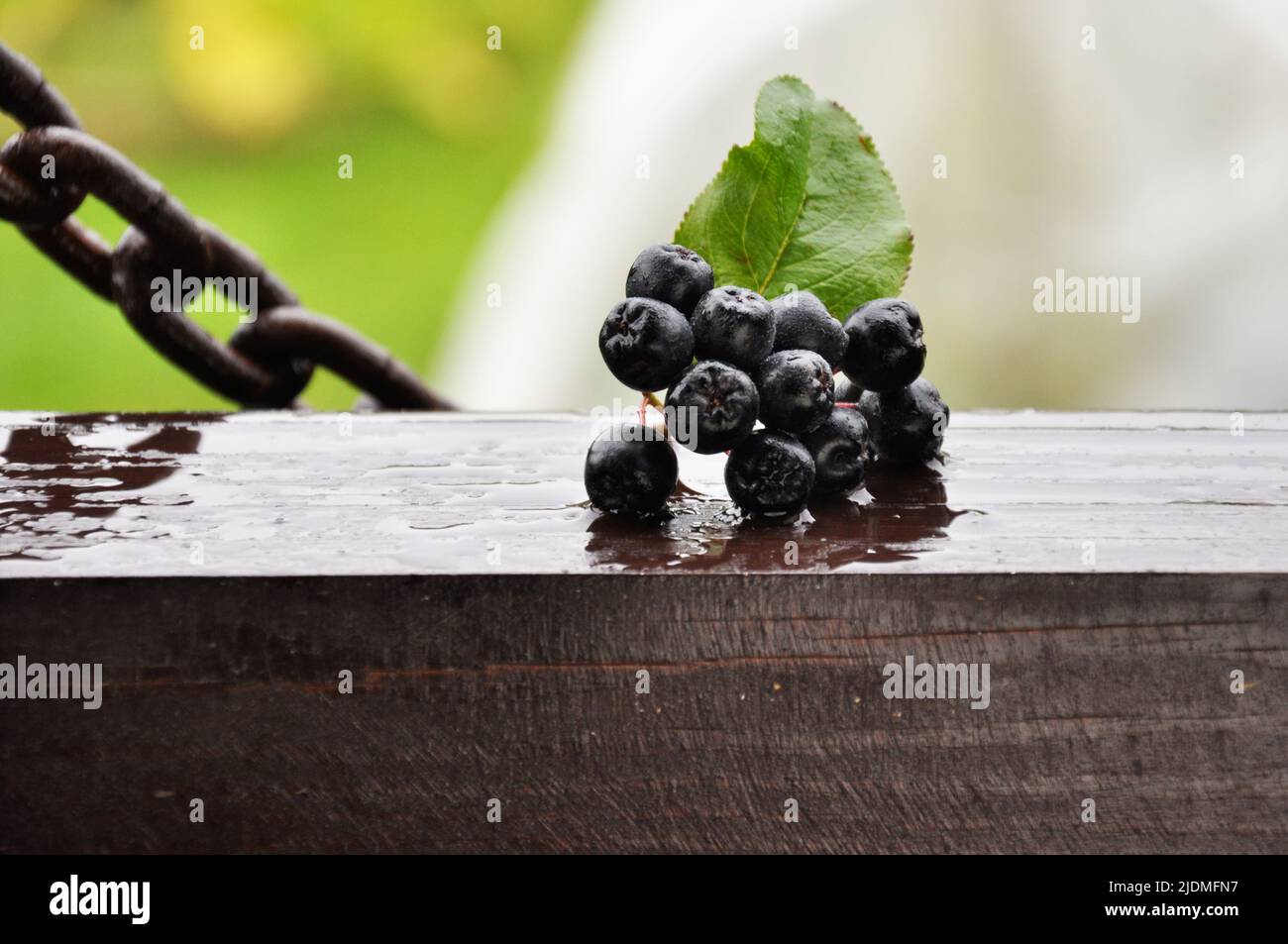 chokeberry sulla scrivania di legno in giorno di pioggia Foto Stock