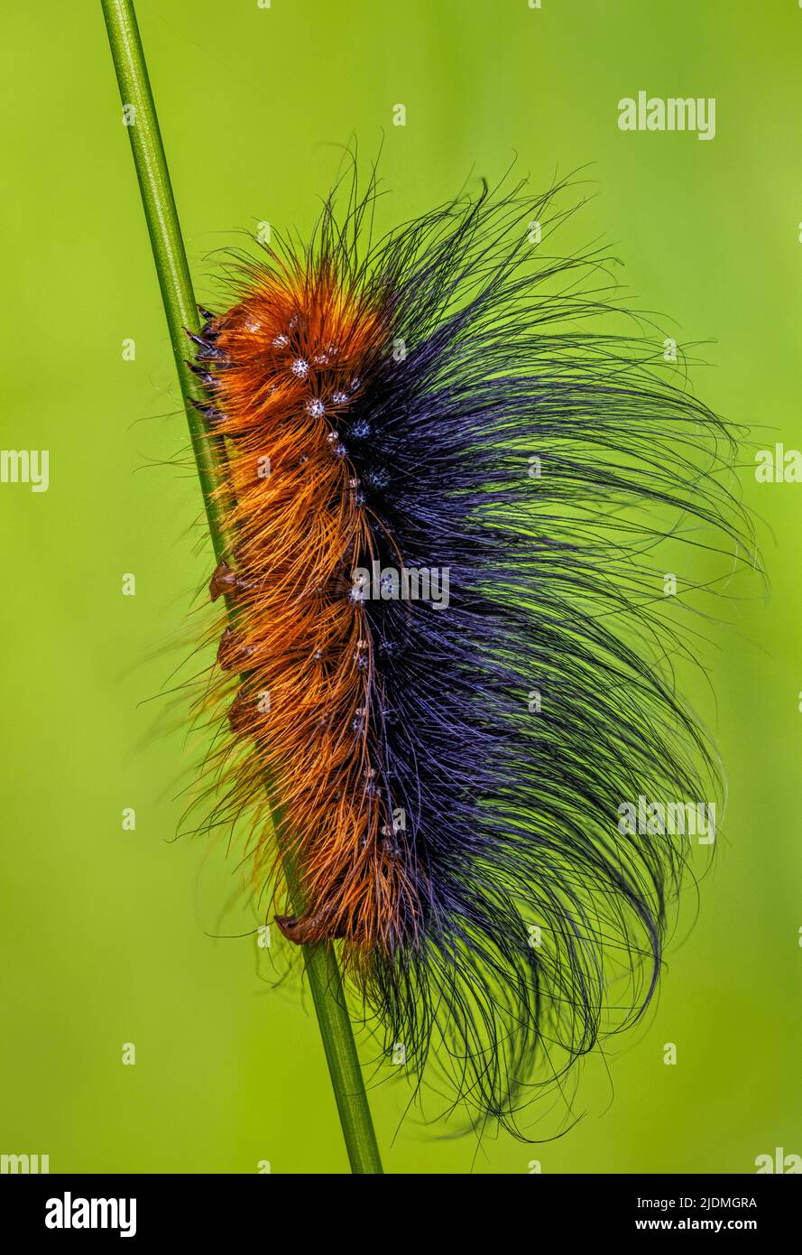 Tigrana da giardino o grande tigrana falda Arctia caja caterpillar, primo piano, macro Foto Stock