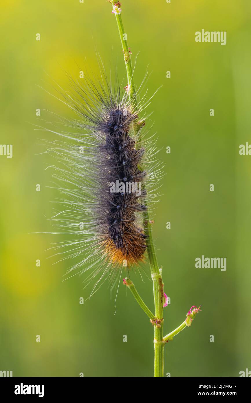Orso bruno - Arctia caja, caterpillar Foto Stock