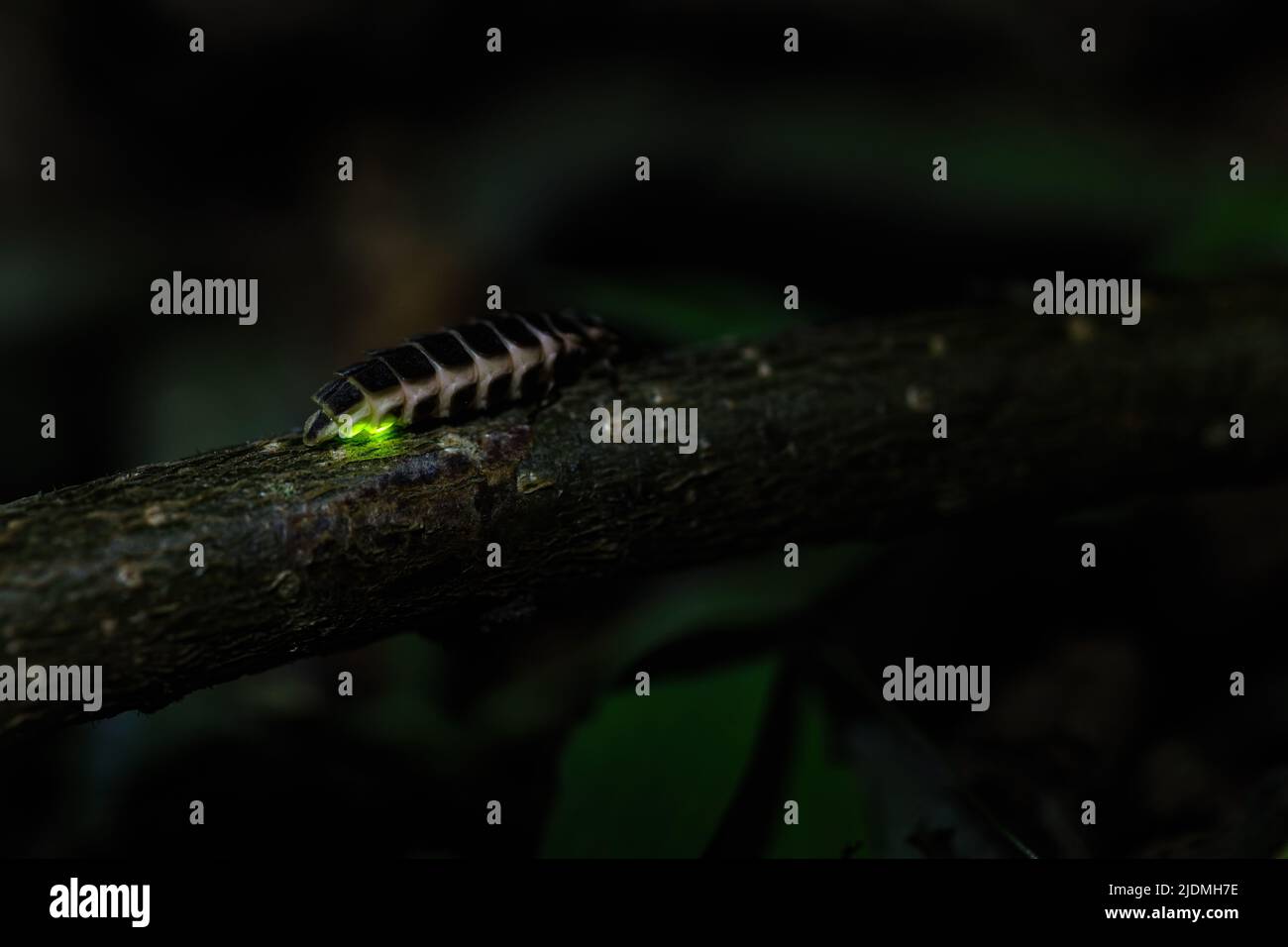 Verme di bagliore comune (Lampyris nottiluca) verde incandescente nella notte Foto Stock