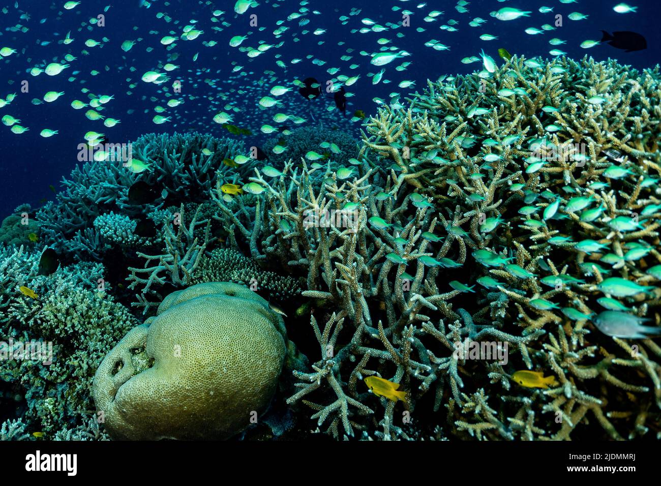 Barriera corallina della laguna di Mayotte Foto Stock