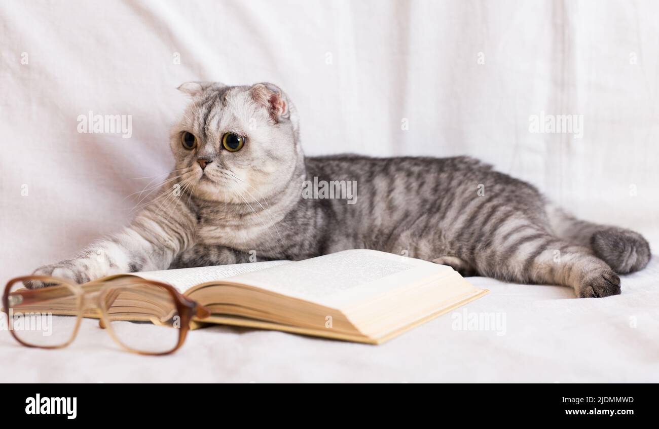 Pila di libri, bicchieri e gatto scozzese Foto Stock