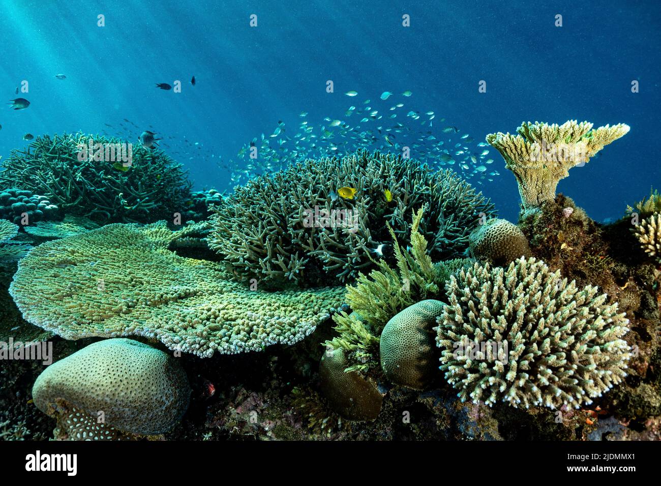 Barriera corallina della laguna di Mayotte Foto Stock
