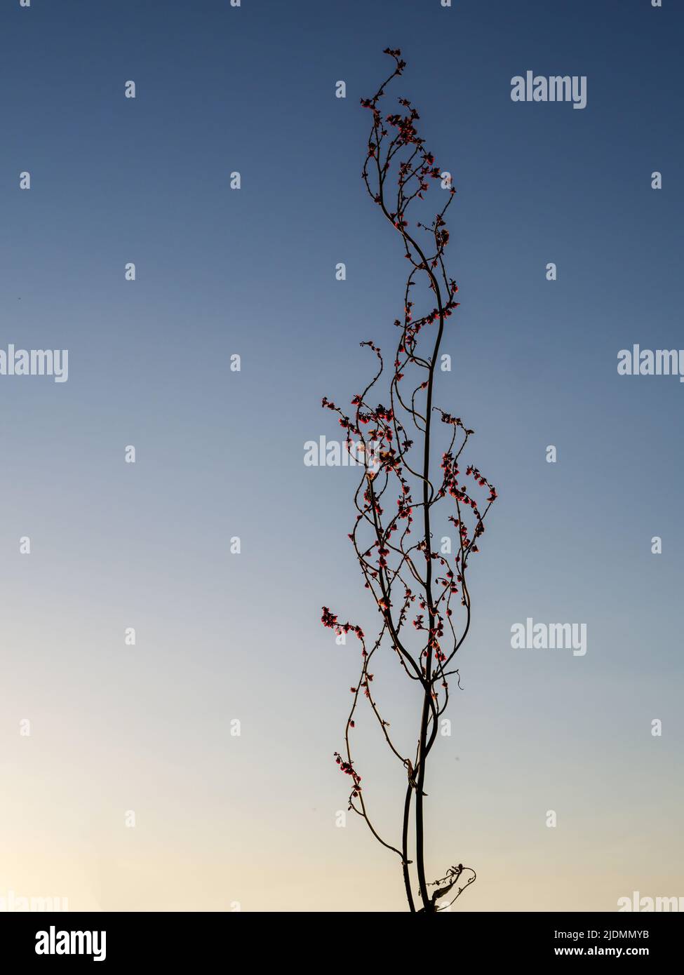 Rumex crispus, semi di banchina, rosso brillante retroilluminato dal sole. Foto Stock