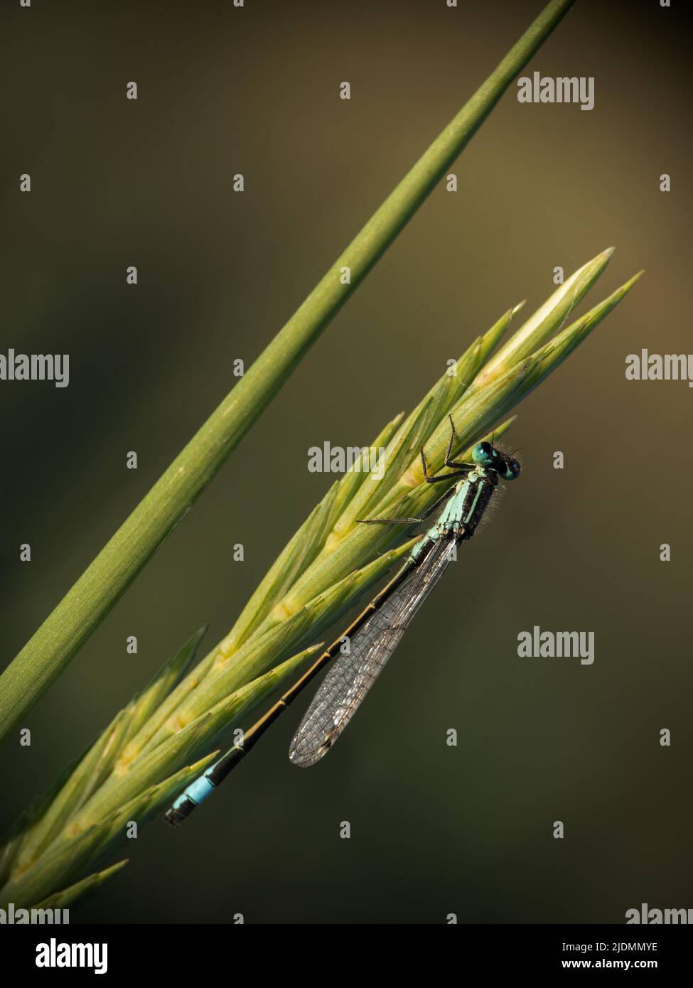 Damselfly dalla coda blu alla luce della sera. Ischnura elegans. Foto Stock