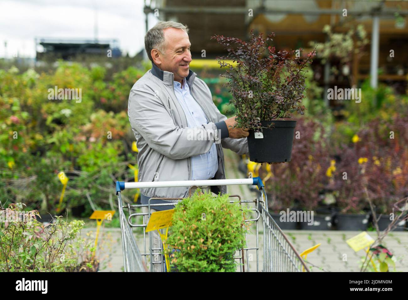 Uomo che sceglie giovani pianta nel mercato Foto Stock