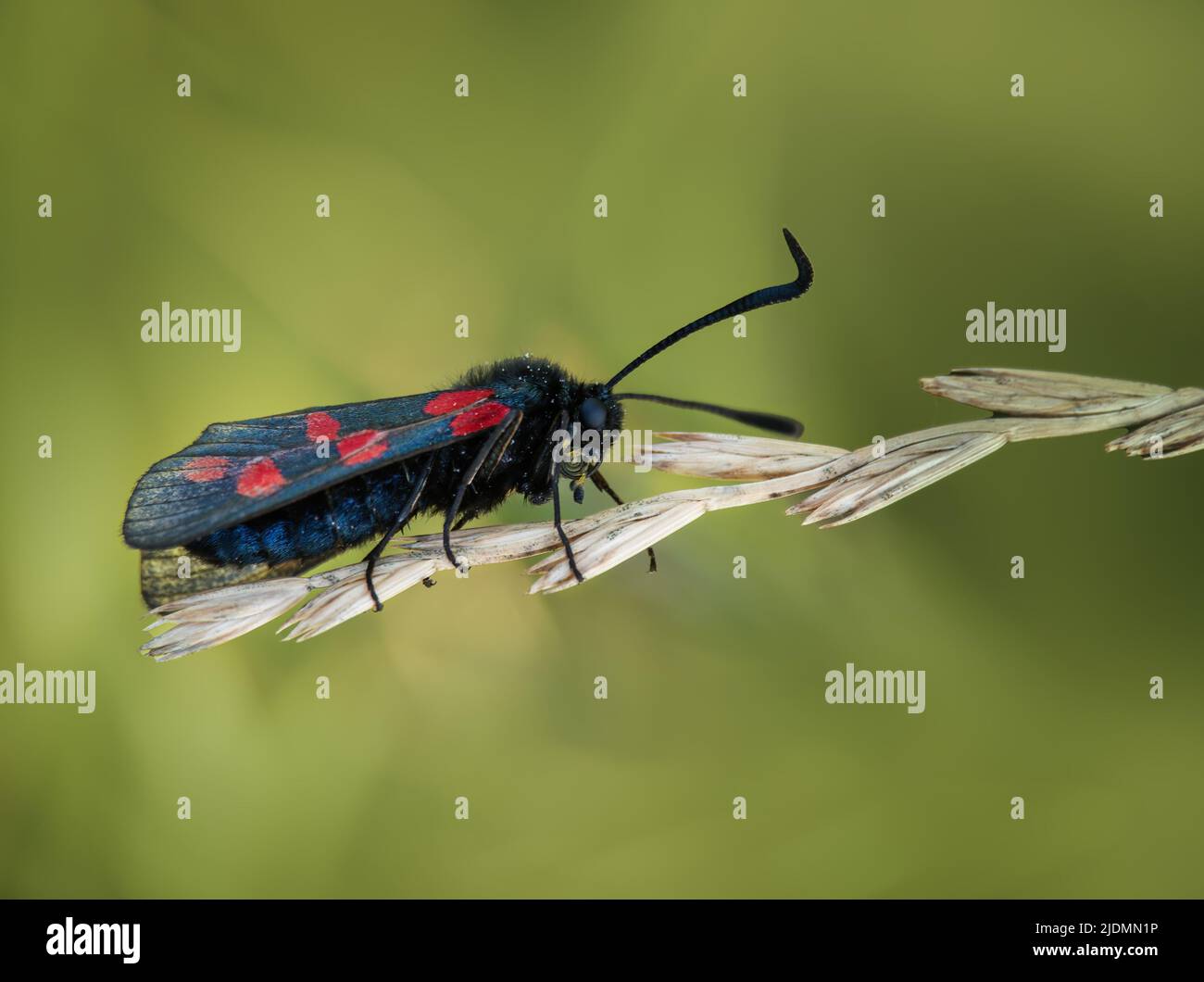 A sei punti burnett Moth Zygaena filipendulae su una testa d'erba. REGNO UNITO. Foto Stock