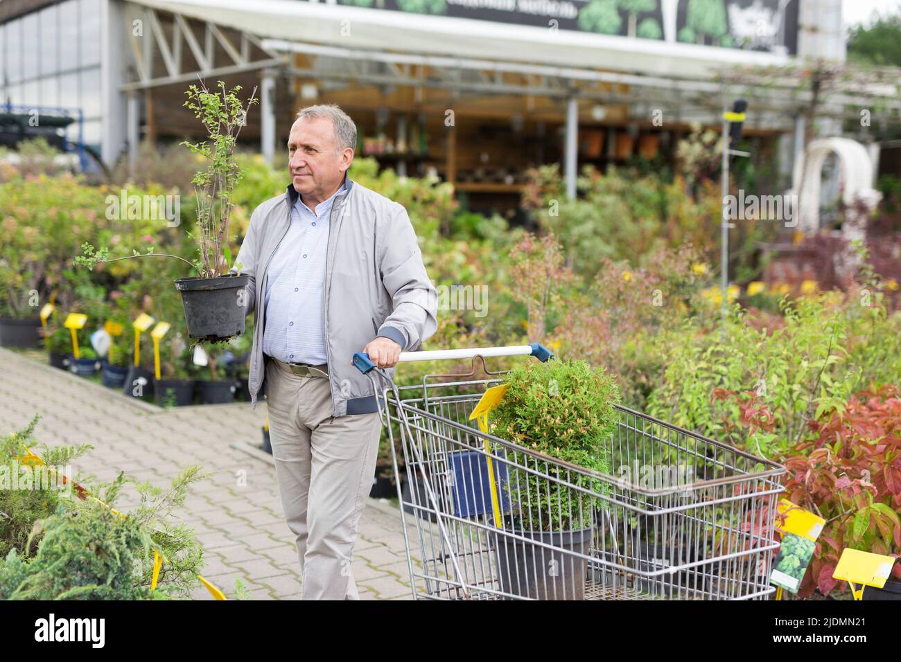 L'uomo caucasico sceglie germogli nel centro del giardino Foto Stock
