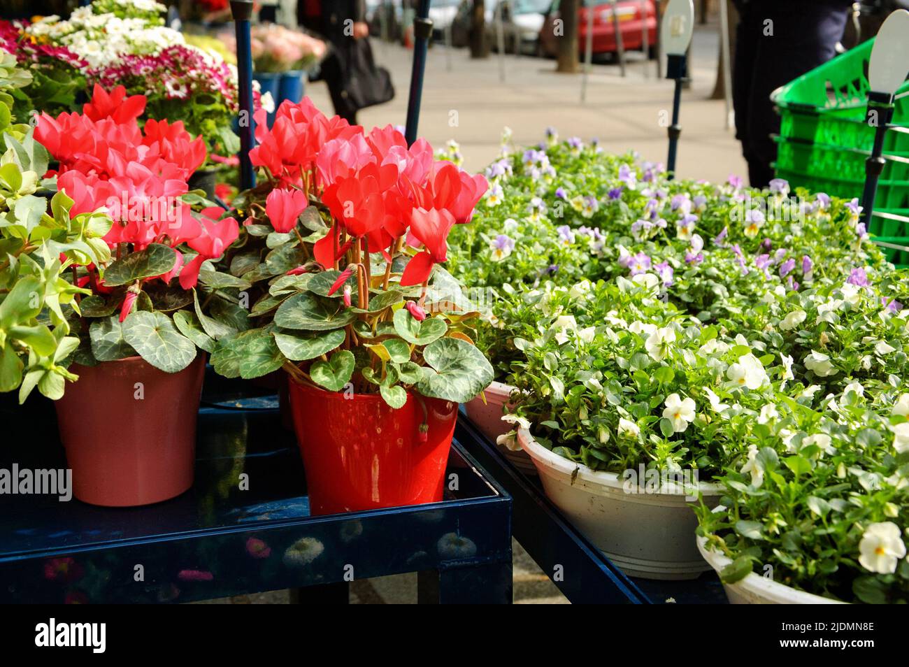 Ciclamini e viola vasi di fiori tricolore all'esterno del negozio di fioristi. Giardinaggio primaverile. Foto Stock