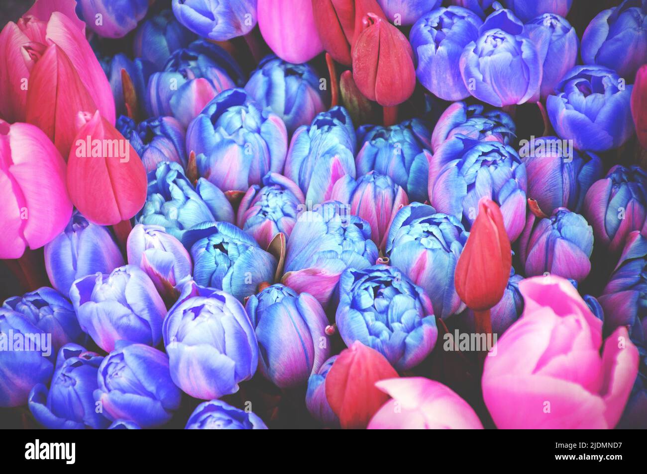 Tulipani. Foto dai toni surreali di opacità. Foto Stock