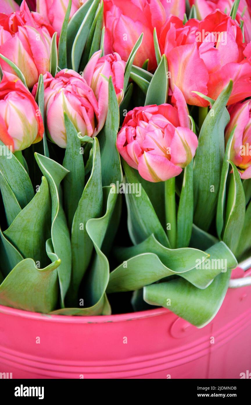 Tulipani in secchio di metallo. Primavera giardinaggio sfondo. Foto Stock