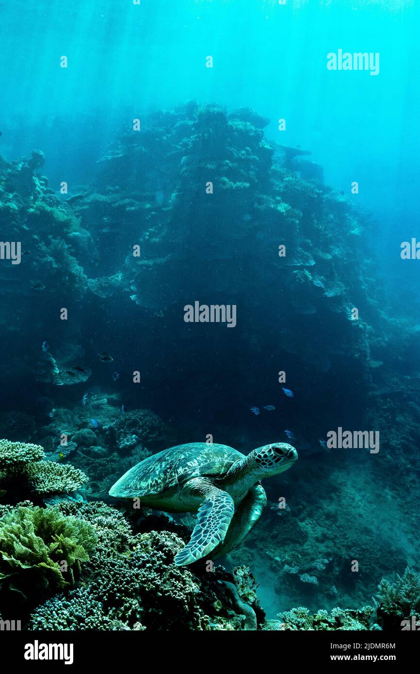Tartaruga marina verde che riposa sulla barriera corallina durante la bassa marea nella laguna di Mayotte, un momento tranquillo di quiete nel suo habitat naturale. Foto Stock